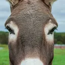 whythelongface1