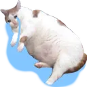 peepoCryAlot