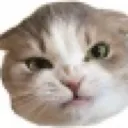 Cat5 cat5 Discord Emoji