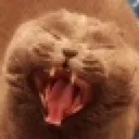 Cat6 cat6 Discord Emoji