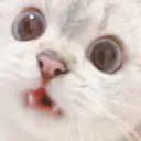 kitkewtf