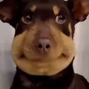 r_cryingdog r_cryingdog