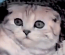 Nb_AyoWtf Discord emoji