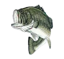 bass bass