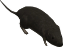 b_halorat Discord emoji