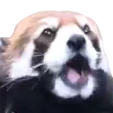 panda_flabbergasted