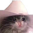 SadCatHowdy