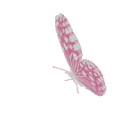 butterfly2 butterfly2