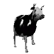 COWdance