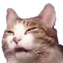 Ughcat