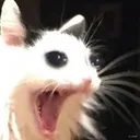 ScreamingcatB