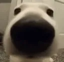 dogie_tone1