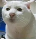 bruh_cat