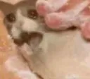catdough1