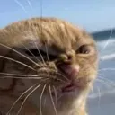 catscrunch