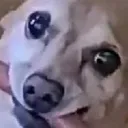 hotdoge