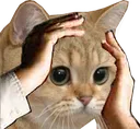 cat_aiya