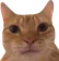 CatWHAT