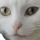 Hank