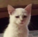 ch_concern Discord emoji