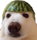 DogMelon Discord emoji