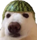 DogMelon DogMelon