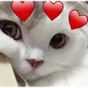 ml_cat8 Discord Emoji