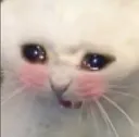 b_catblush