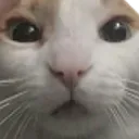 catpet