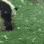 NW_pandarolling