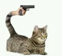 catgun