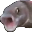 POGFISH