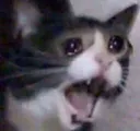 NO
