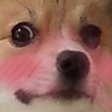 dog_ngaiquatr Discord emoji