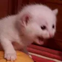 SRT_gritito