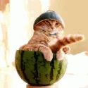 CatMelon