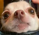 LunaDogStare