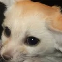 fensad