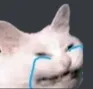 CatSaddbddjd