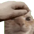 03_pat
