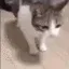 catfall