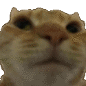 Cat No catno Discord Emoji