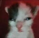 gatoSad_PT