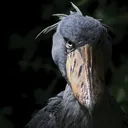 shoebill shoebill