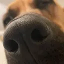 thordog3