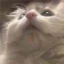 Cat What catwhat Discord Emoji