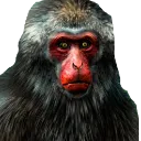 6Monke