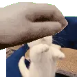 cattopet