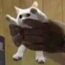 a_praise_cat