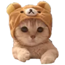 kitescat2